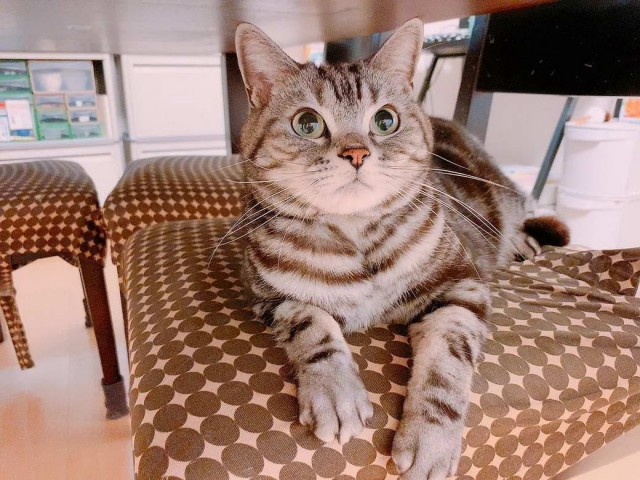 Разные котики
