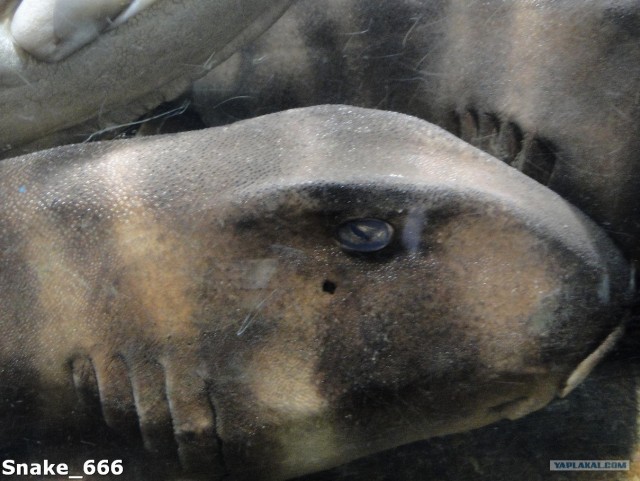 SeaworlD  Япония