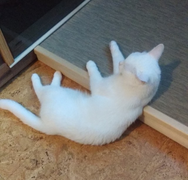 МИРУ - МИР ! Котикам - котовторник !