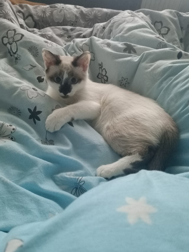 Господа и дамы ЯПа! Котовторник у нас начался! Отойдите от политоты и давайте котиков побольше!