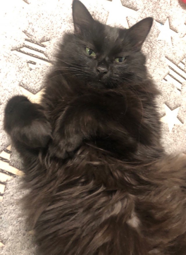 Кот Мурчелло