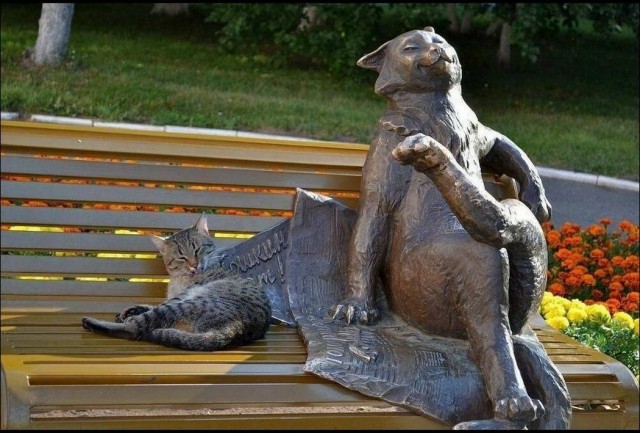 Забавные и милые котейки