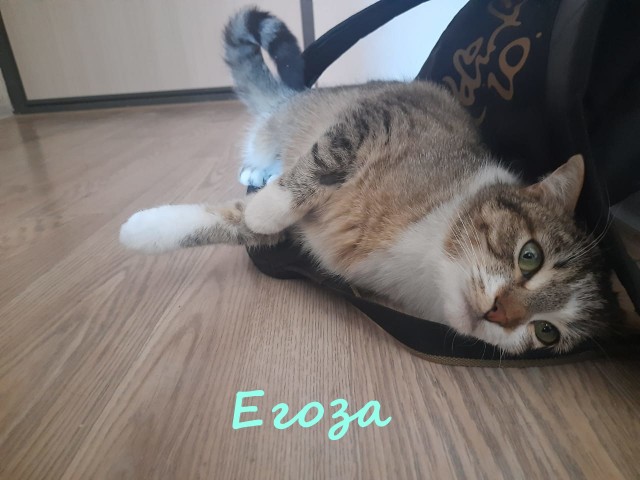 Жизнь домашнего приюта "Котоленд" 332