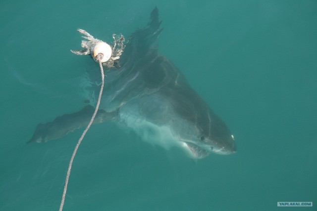 ЮАР, Замбия, Ботсвана