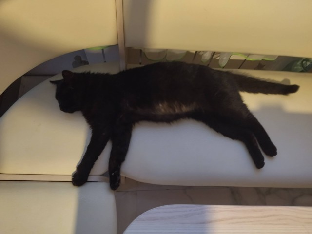 Котовторник. Королева помойки