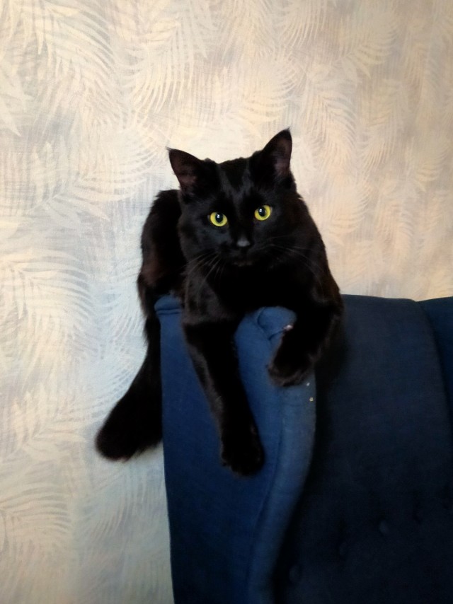 Начну котовторник чуть раньше!