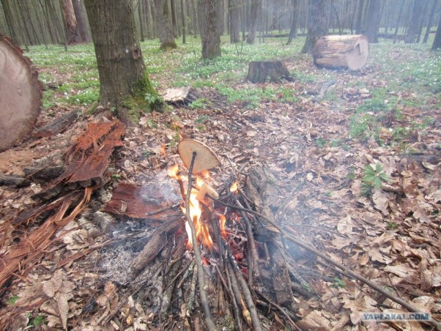 Сало - сила!