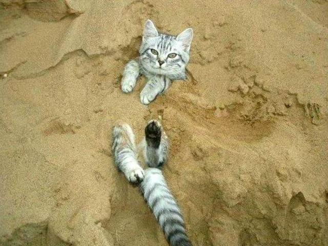 "Мой" котовторник