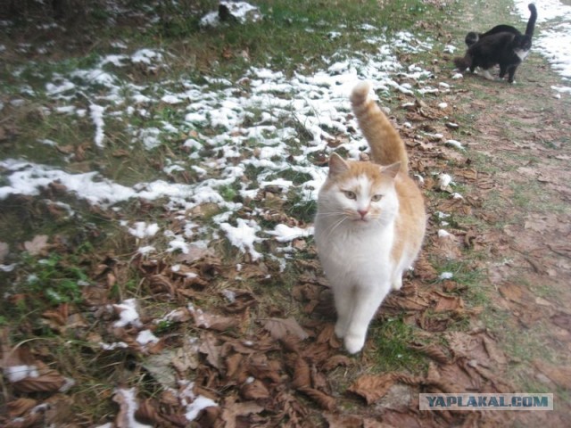 Жизнь домашнего приюта для котеек 423