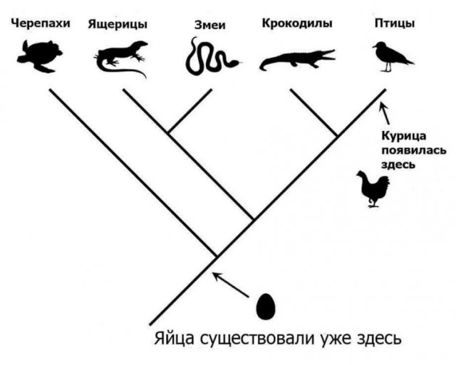 Теория эволюции Дарвина верна? Происхождение человека