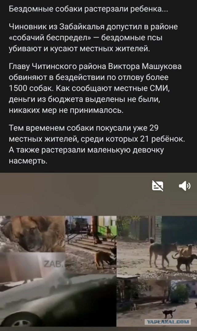 Последний в 2022 году собакочетверг на ЯПе