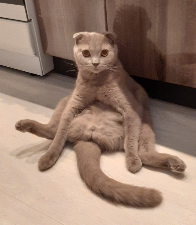 Усатый нянь