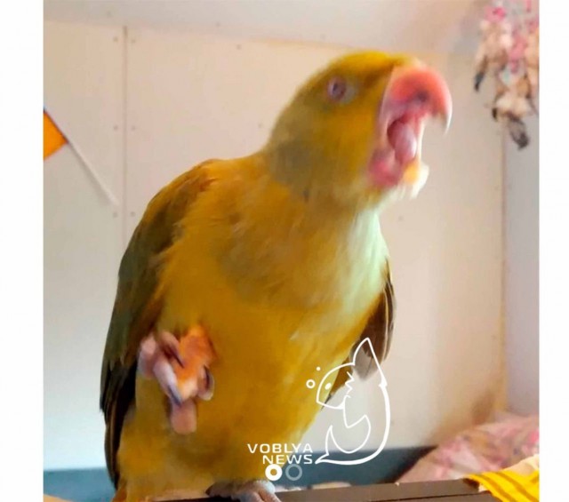 На украинском сайте объявлений отдают попугая, который отказывается учить мову