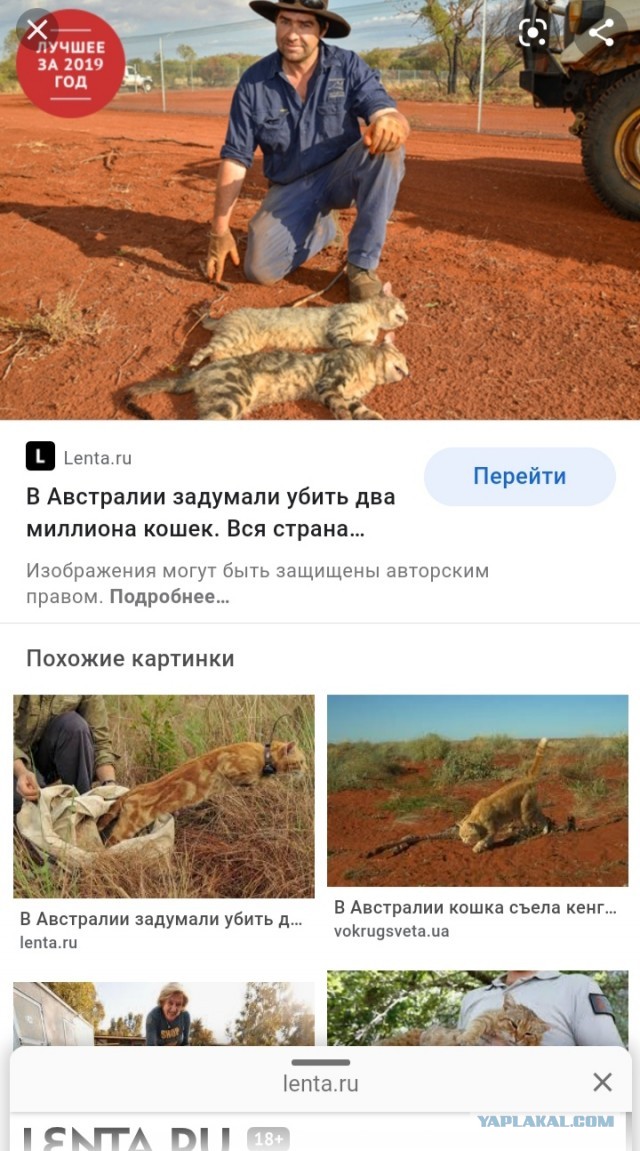 В Астрахани собаки съели женщину. Третий труп за этот год.