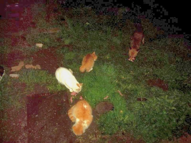 Жизнь домашнего приюта для котеек 444
