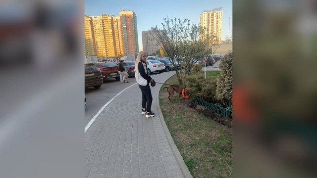 Петербуржца избили при детях за просьбу выгуливать бойцовскую собаку в наморднике