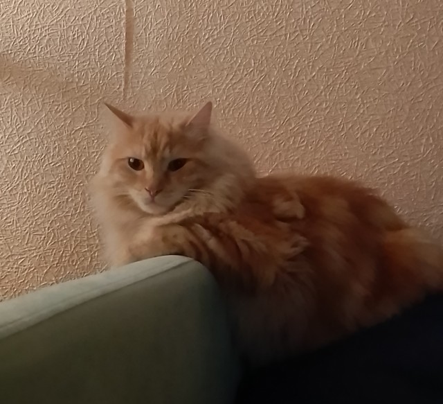 Котовторник Рыжих
