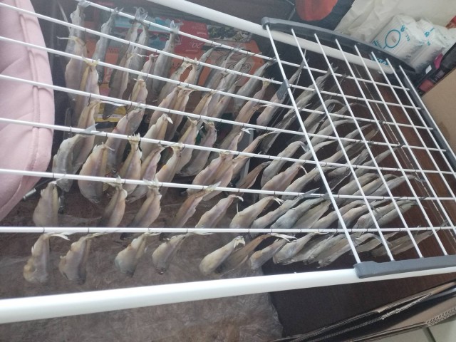 Показываем рыбов