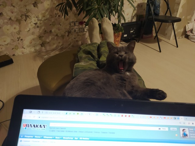 Подборка котов, нашедших свой дом