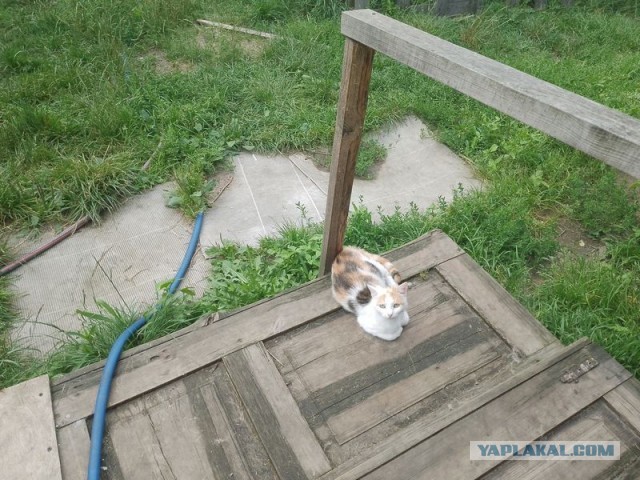 Жизнь домашнего приюта для котеек 506