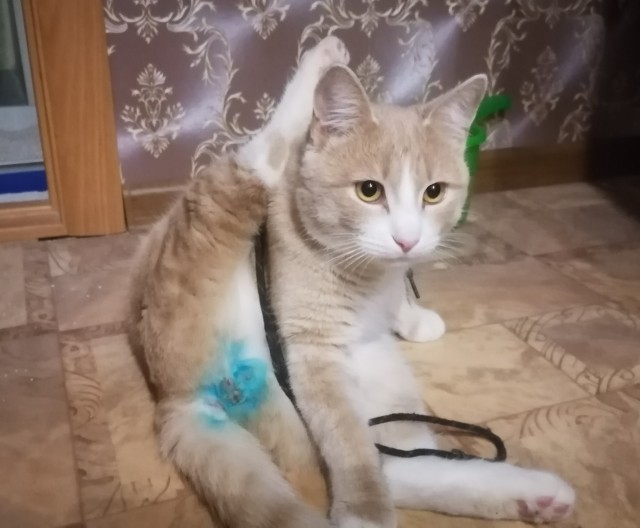 Котовторник 05/11/2024