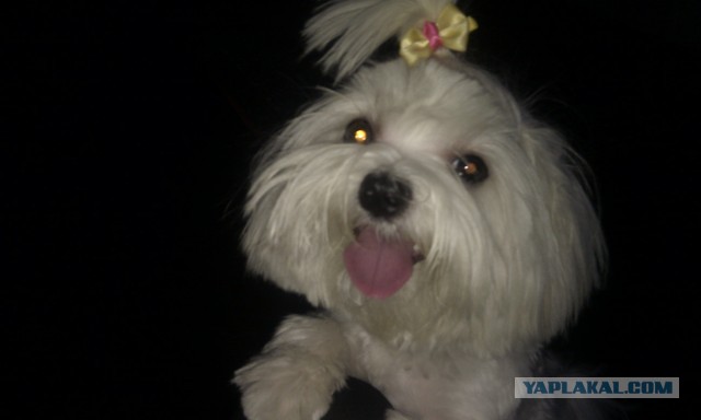 Про маленьких жалких собачек