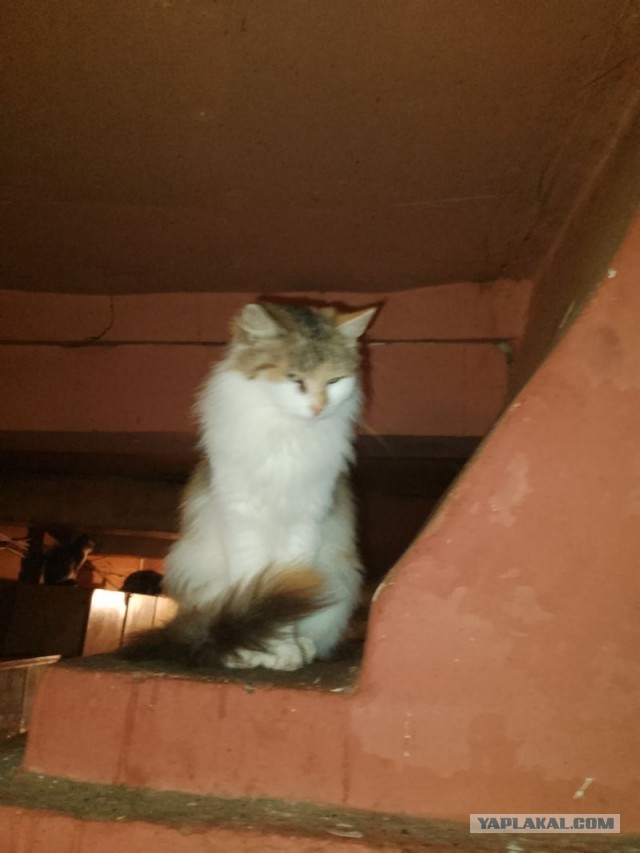 Жизнь домашнего приюта для котеек 519