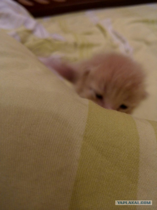 Котовторник 04.06.2013