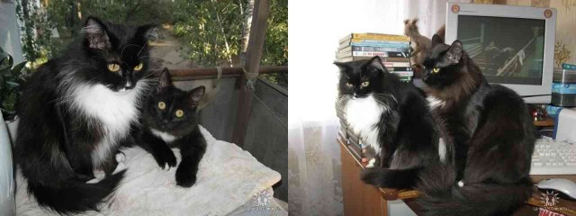 Жизнь кота