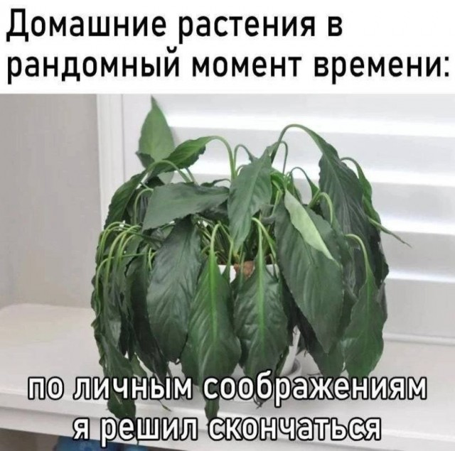 Веселое настроение в картинках (07.08.2025)