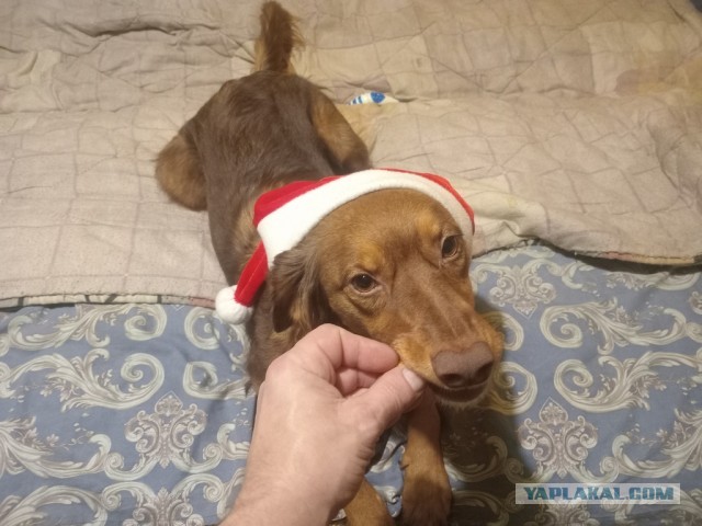 Собака бывает кусачей.
