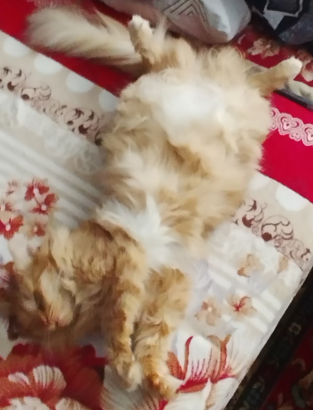 Один из лучших звуков на свете (котовторник)