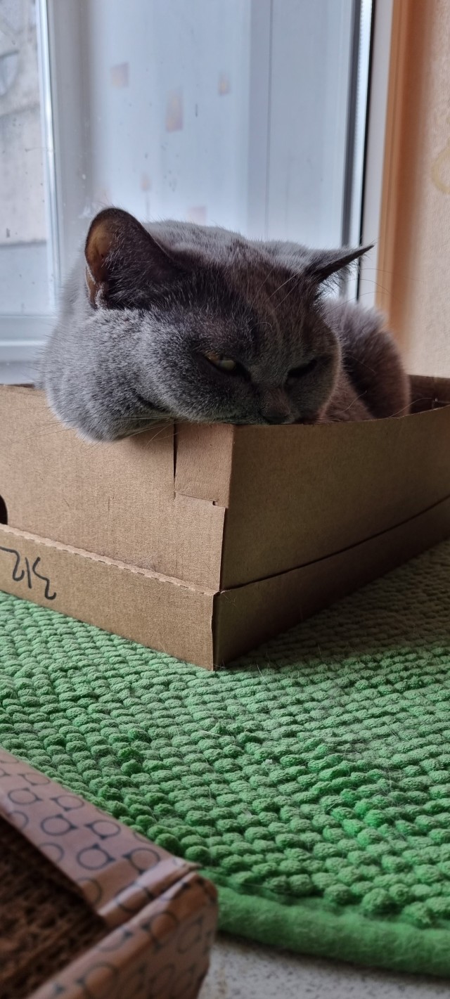 Котовторник же!