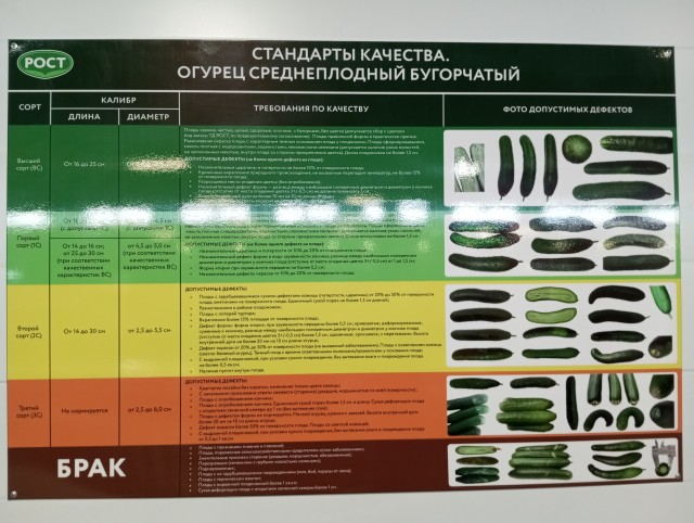 45 см норма?