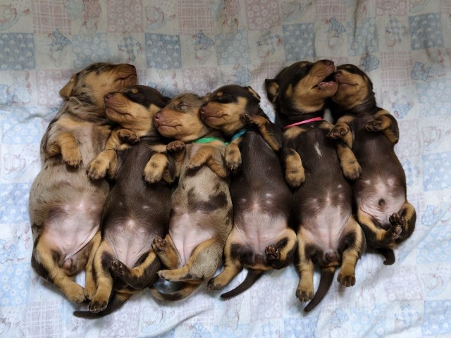 С днём собак!
