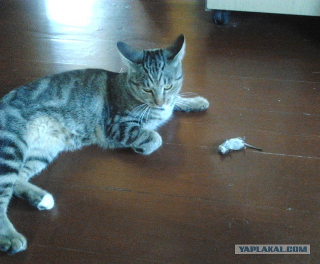 Котовторник  30.07.2013