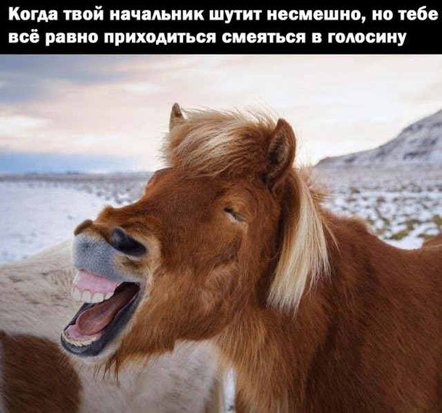 Мемы 30 штук к понедельнику