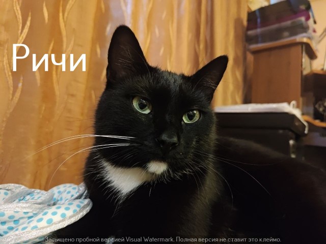 Жизнь домашнего приюта "Котоленд" 559
