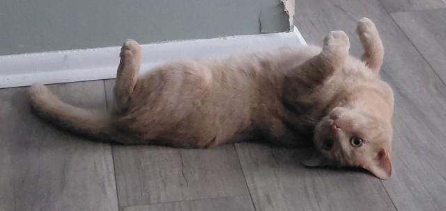 Котовторник 29.09.2026