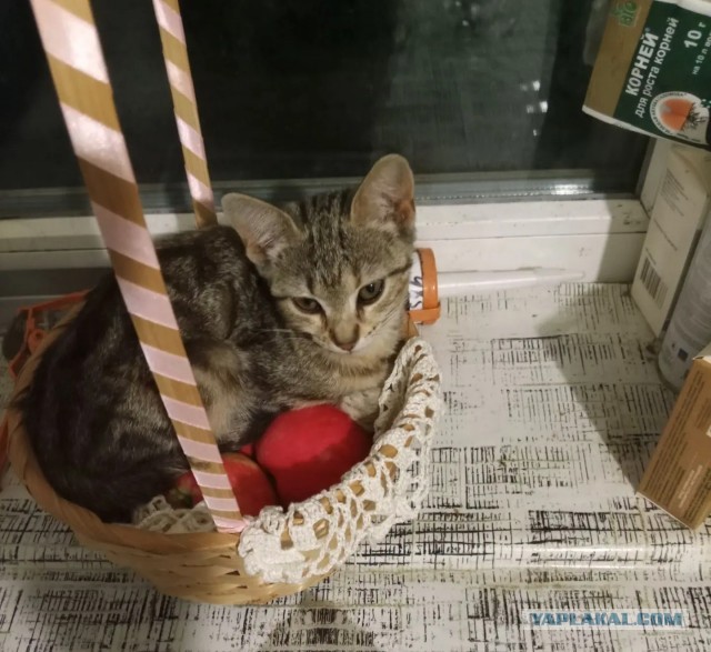 К-котовторник
