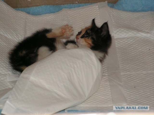 История одного "почти спасения".