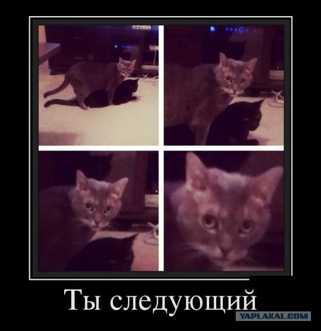 Коту не дали порешать вопросы...