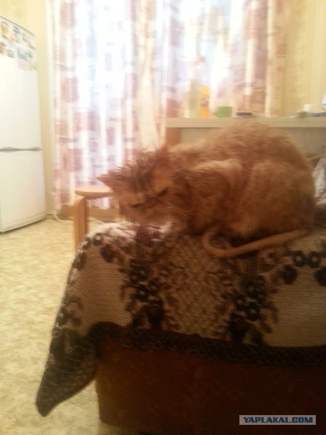Котовторник 01.04.2014
