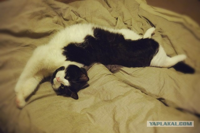 Котовторник 05.03.13