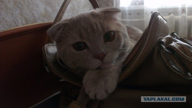 Котовторник 05.08.2014