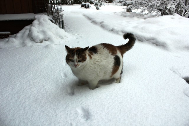 Котовторник 21.10.2014