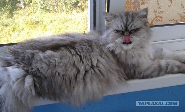 Котовторник 9.12.2014