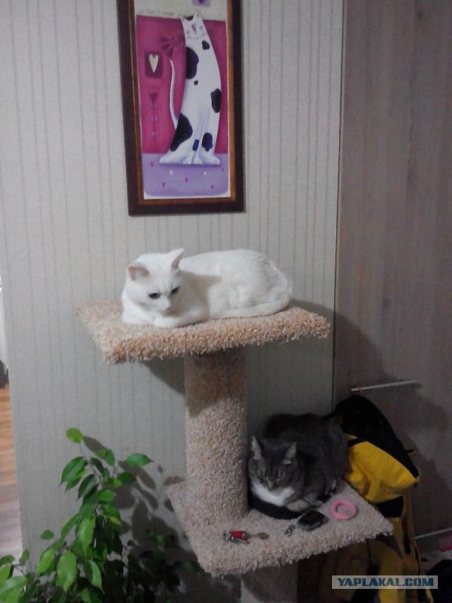 Моим котам
