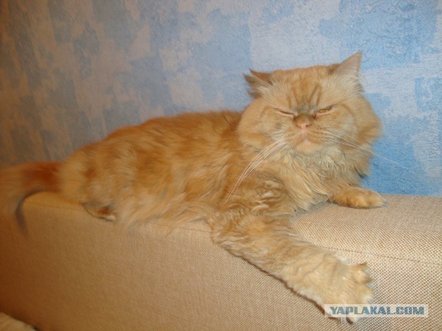 Котовторник 27.01.2015