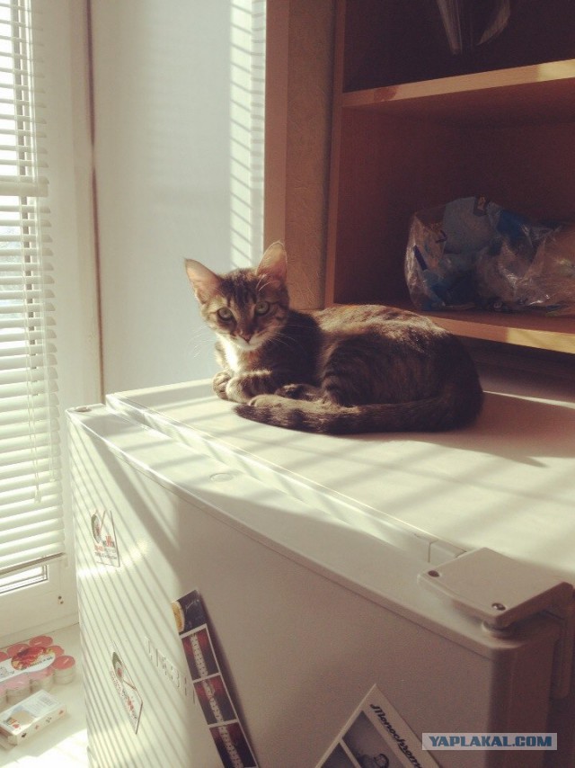 Котовторник